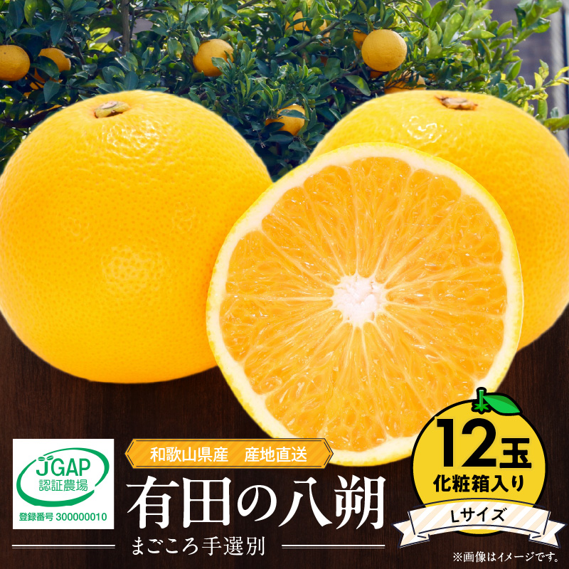 【2027年先行予約】和歌山県産 有田の八朔 (はっさく) 化粧箱入り 【Lサイズ】12個入り まごころ手選別 _ZE6079n