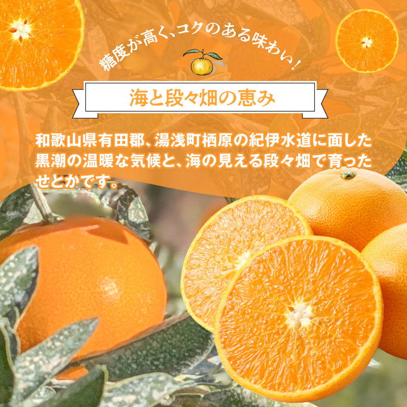 【2027年先行予約】訳あり せとか 和歌山 有田 2S～4Lサイズ混合 約2kg_DZ6230