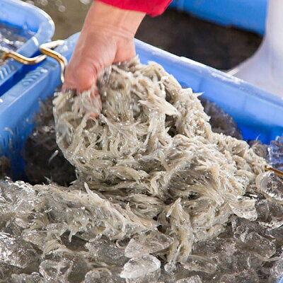 まるとも海産【冷凍】紀州湯浅湾直送！海の恵み茹でたて 釜揚げしらす 500g_C6038n