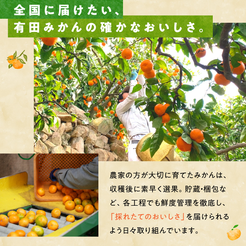 2026年先行予約】みかん Mサイズ 秀品 箱込 5kg ( 内容量 4.4kg