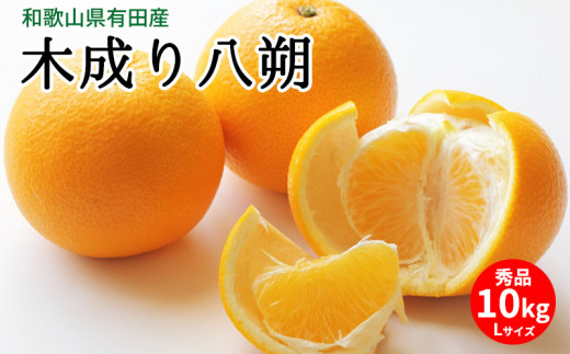【2027年先行予約】木成り八朔 秀品 約10kg Lサイズ 和歌山県有田産_U6231n