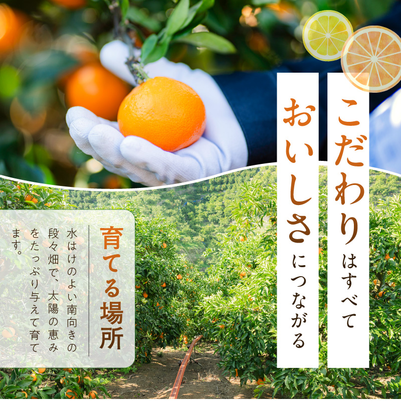 【2027年先行予約】【まごころ手選別】　せとか　化粧箱入り　(13～15玉)_ZE6497