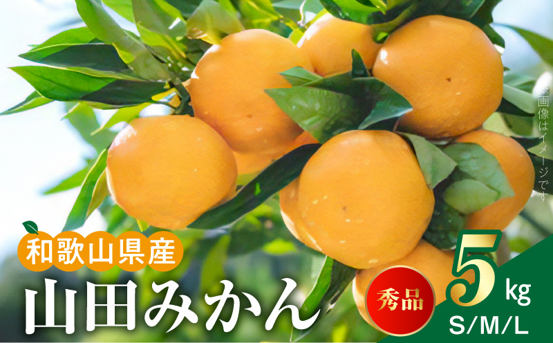 【2026年先行予約】山田みかん 秀品 約5kg (S・M・Lサイズいずれかおまかせ)_AM6001n