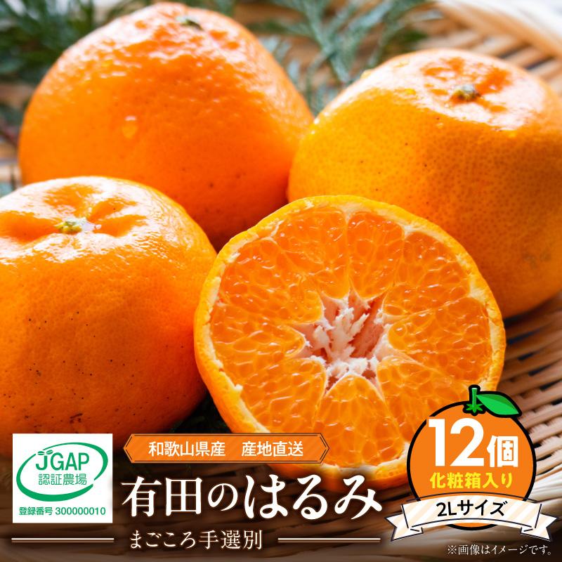 【2027年先行予約】和歌山県産 有田の はるみ 化粧箱入り 2Lサイズ 12個入り_ZE6090n