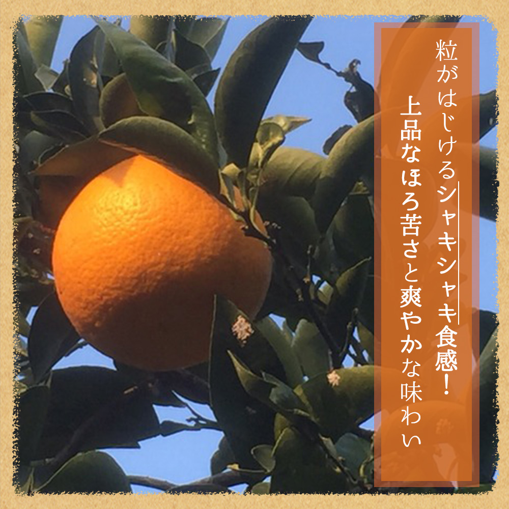【2027年先行予約】紀州有田産 木成り完熟 紅八朔 8kg_G7105
