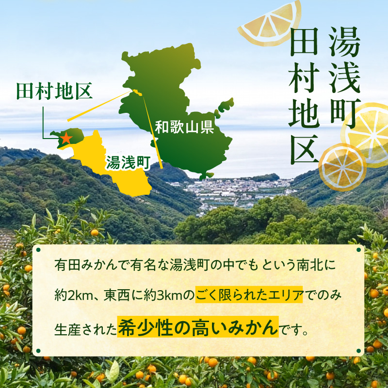 【2026年先行予約】「高級 田村みかん」 青秀 約10kg Mサイズ 和歌山県有田産 有田みかん_U6245