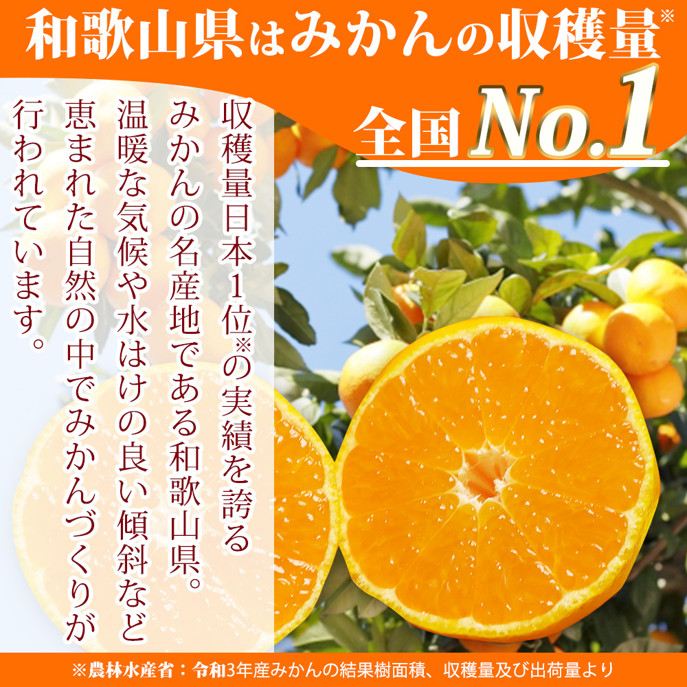 【2026年先行予約】和歌山県限定の極早生みかん 10kg (YN-26 大小混合)_EA6041