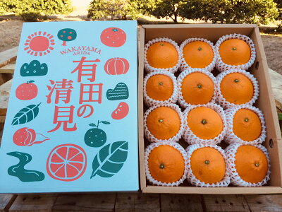 【2027年先行予約】和歌山県産 有田の 清見 化粧箱入り Lサイズ 12個入り（まごころ手選別）_ZE6118n