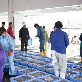 まるとも海産【冷蔵】茹でたて 釜揚げしらす 1kg 箱入り 紀州湯浅湾 直送！_C6036n