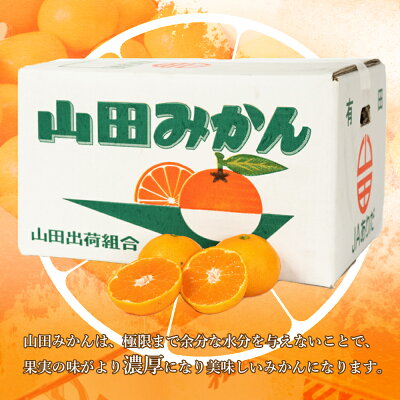 山田みかん 秀品 約5kg (S・M・Lサイズいずれかおまかせ)_AM6001n