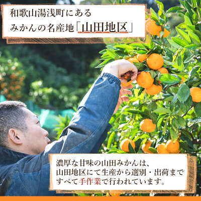 山田みかん 秀品 約5kg (S・M・Lサイズいずれかおまかせ)_AM6001n