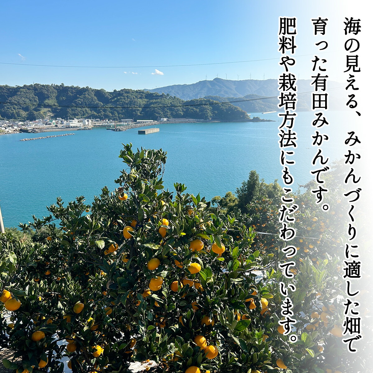 【2026年先行予約】ご家庭用 有田みかん 大玉(2L,3Lサイズ混合) 約9kg_DZ6217