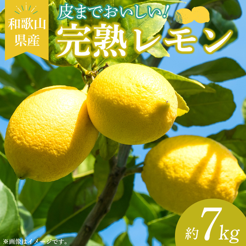 【2027年先行予約】和歌山県産 完熟 レモン 7kg 皮まで使用可能（栽培期間中農薬不使用）_EA6012n