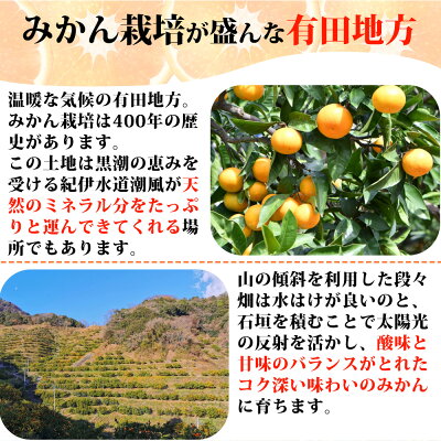 【2026年先行予約】（大玉）和歌山県産 有田みかん 5kg ひとつひとつ手選別で厳選！生産者から直送_ZN6011n