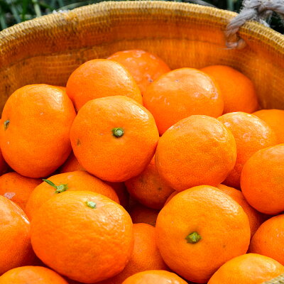 濃厚な味わいのこだわり 有田みかん 2kg (早生みかん・大小混合)_EA6015n