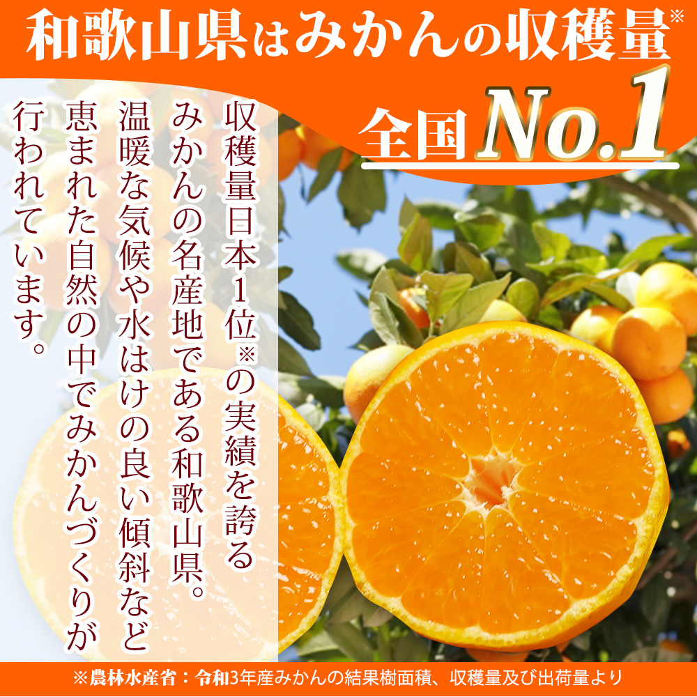 【2026年11月下旬より発送】高級ブランド 田村みかん 10kg【家庭用 訳あり】_G7053