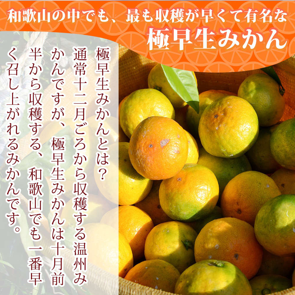 【2026年先行予約】和歌山県限定の極早生みかん 10kg (YN-26 大小混合)_EA6041