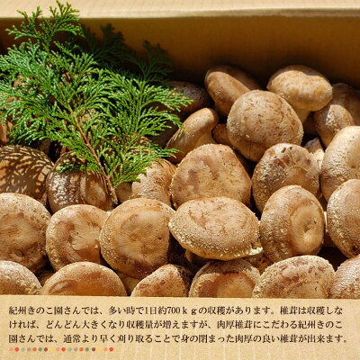 最高級 肉厚椎茸 清流椎茸 1kg (200g×5パック)_DM6003