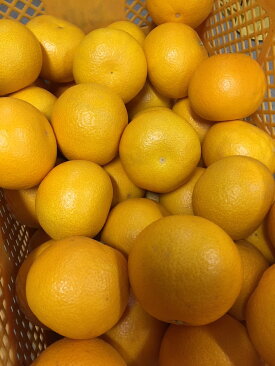 【2027年先行予約】【産地直送】和歌山県産 八朔 4kg (M～3Lサイズ)【はっさく ハッサク 八朔 和歌山産 柑橘 和歌山 有田】_BL6113n