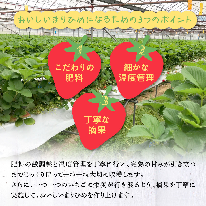 朝摘み 完熟 まりひめ いちご 約300g×2パック (合計約600g)_AB7334