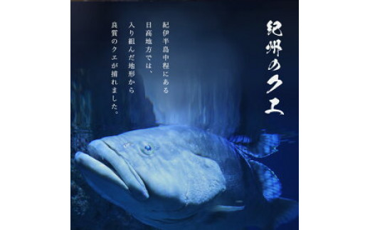 天然 クエ鍋 500g くえ鍋セット 幻の魚 魚 くえ鍋専門店 鍋用 上品 安定の品質 和歌山 湯浅町 _R1002