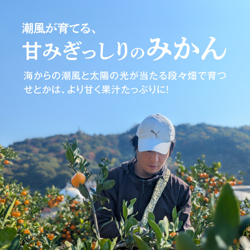 【2027年先行予約】訳あり せとか 和歌山 有田 2S～4Lサイズ混合 約2kg_DZ6230