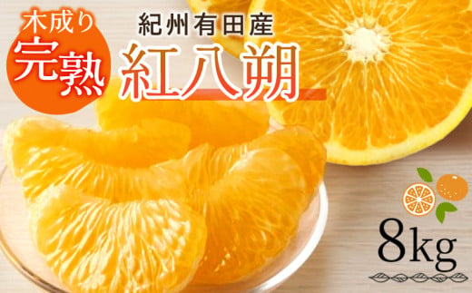 【2027年先行予約】紀州有田産 木成り完熟 紅八朔 8kg_G7105