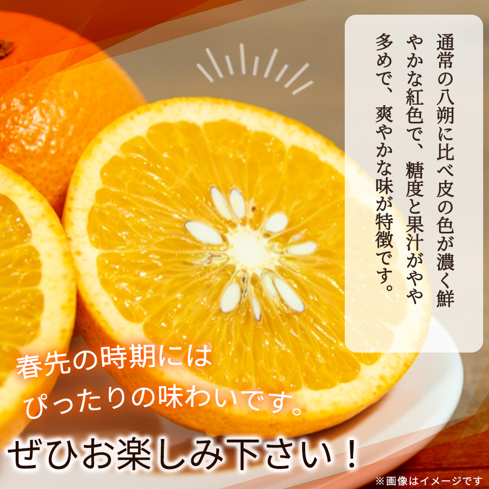 【2027年先行予約】紀州有田産 木成り完熟 紅八朔 8kg_G7105