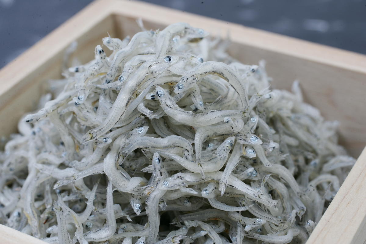 まるとも海産【冷蔵】特選 天日干し ちりめん 木箱 800g 紀州湯浅湾直送！_C6033