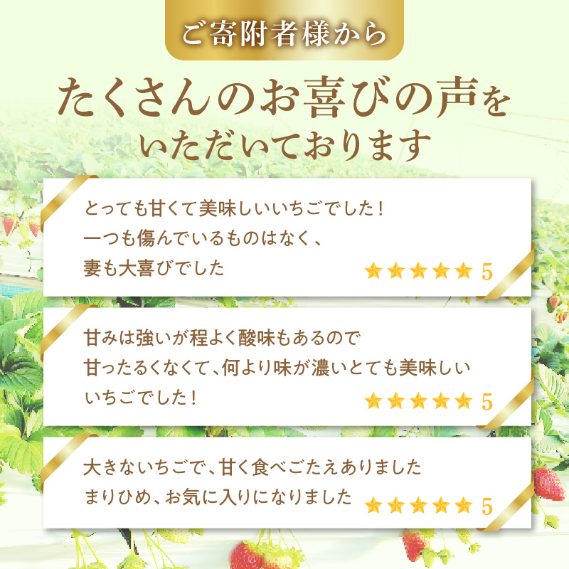 朝摘み 完熟 まりひめ いちご 約300g×2パック (合計約600g)_AB7334