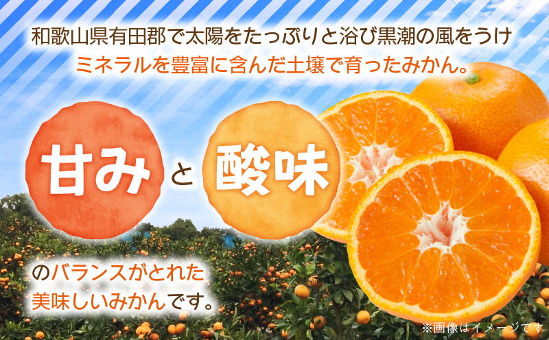 【2026年先行予約】ご家庭用　和歌山有田みかん約5kg(SS、Sサイズ)【湯浅町】_ZJ6097