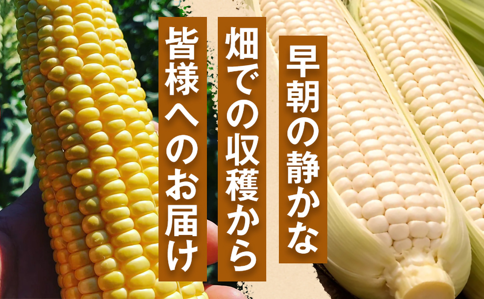 ［2027年発送 先行予約 夏の味覚］［定期便・全3回］潮風ホワイト 2Lサイズ 5～8本 1セット とうもろこし トウモロコシ 白 コーン とうもろこし BBQ 焼き肉 白浜町