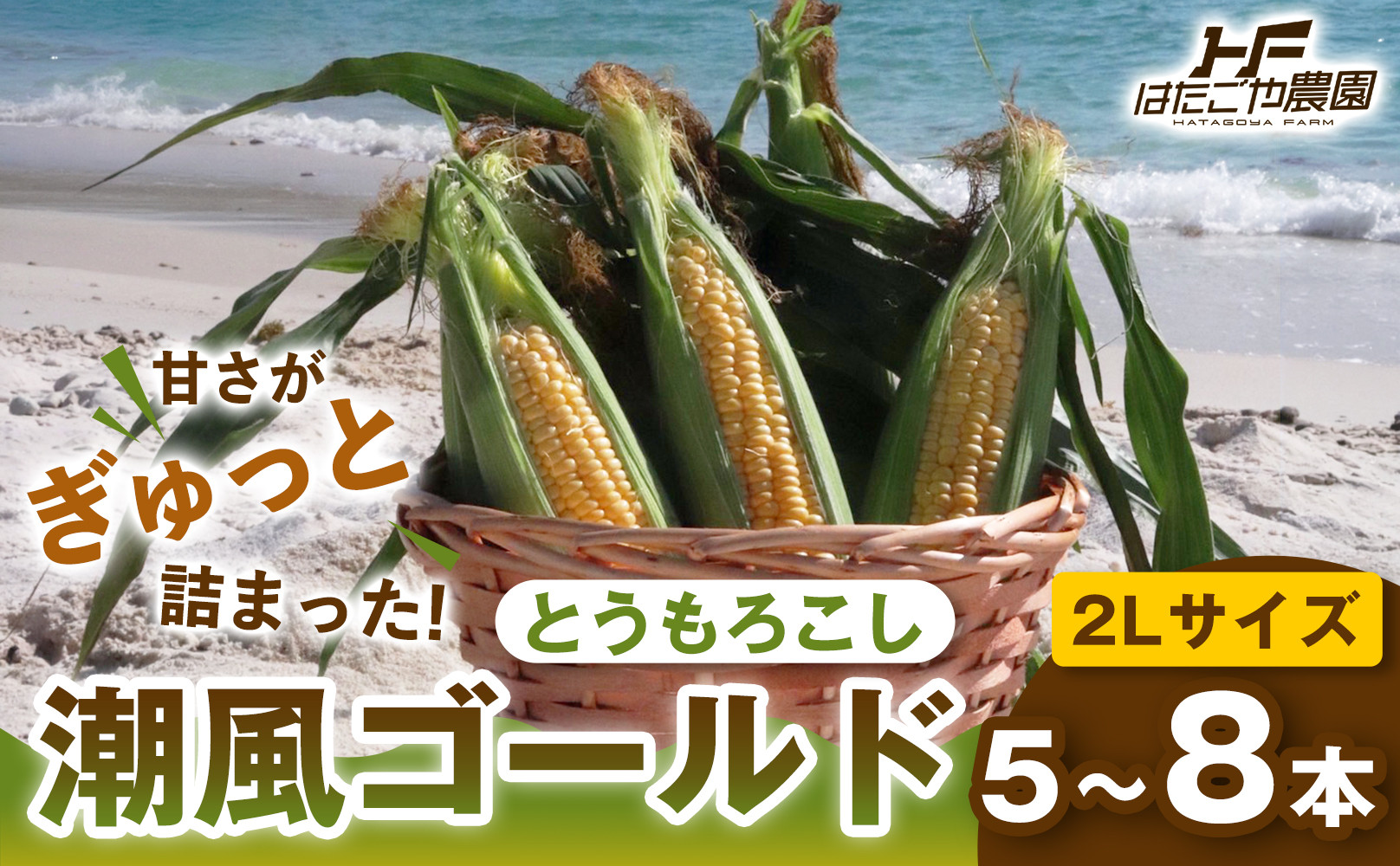 ［2027年発送 先行予約 夏の味覚］潮風ゴールド 2Lサイズ 5～8本 1セット とうもろこし トウモロコシ ゴールドラッシュ 黄色 スイートコーン 茹でとうもろこし 白浜町