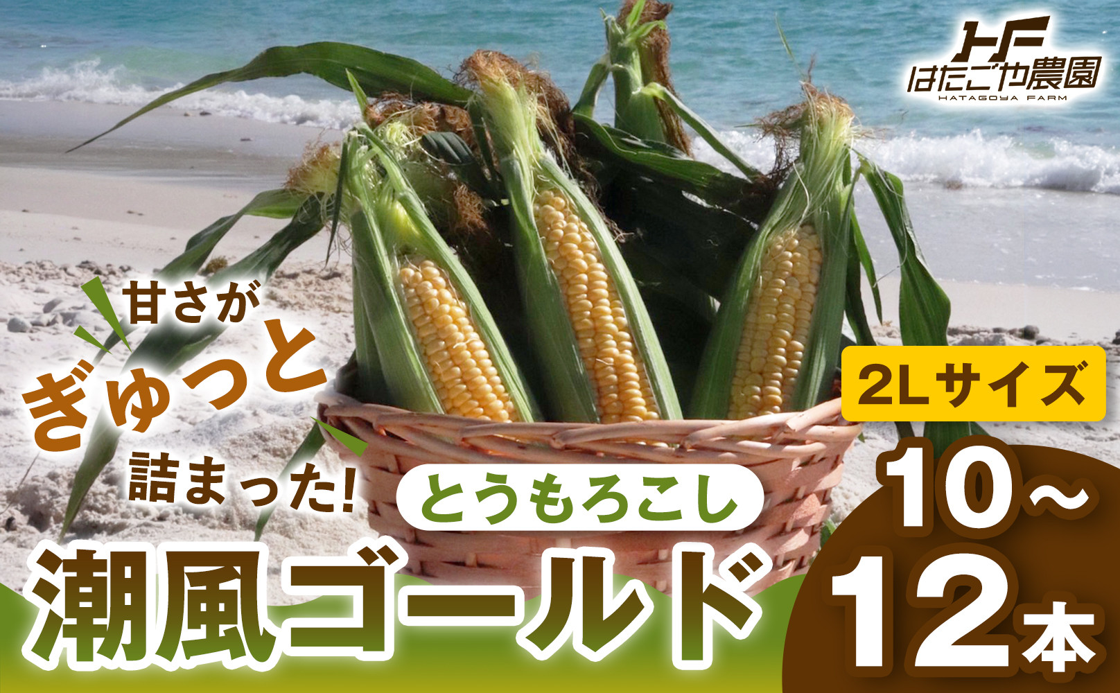 ［2027年発送 先行予約 夏の味覚］潮風ゴールド　2Lサイズ  10～12本 とうもろこし トウモロコシ ゴールドラッシュ 黄色 スイートコーン 茹でとうもろこし BBQ 焼き肉 白浜町