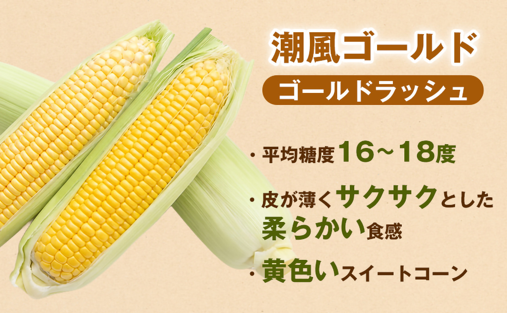 ［2027年発送 先行予約 夏の味覚］潮風ゴールド　2Lサイズ  10～12本 とうもろこし トウモロコシ ゴールドラッシュ 黄色 スイートコーン 茹でとうもろこし BBQ 焼き肉 白浜町