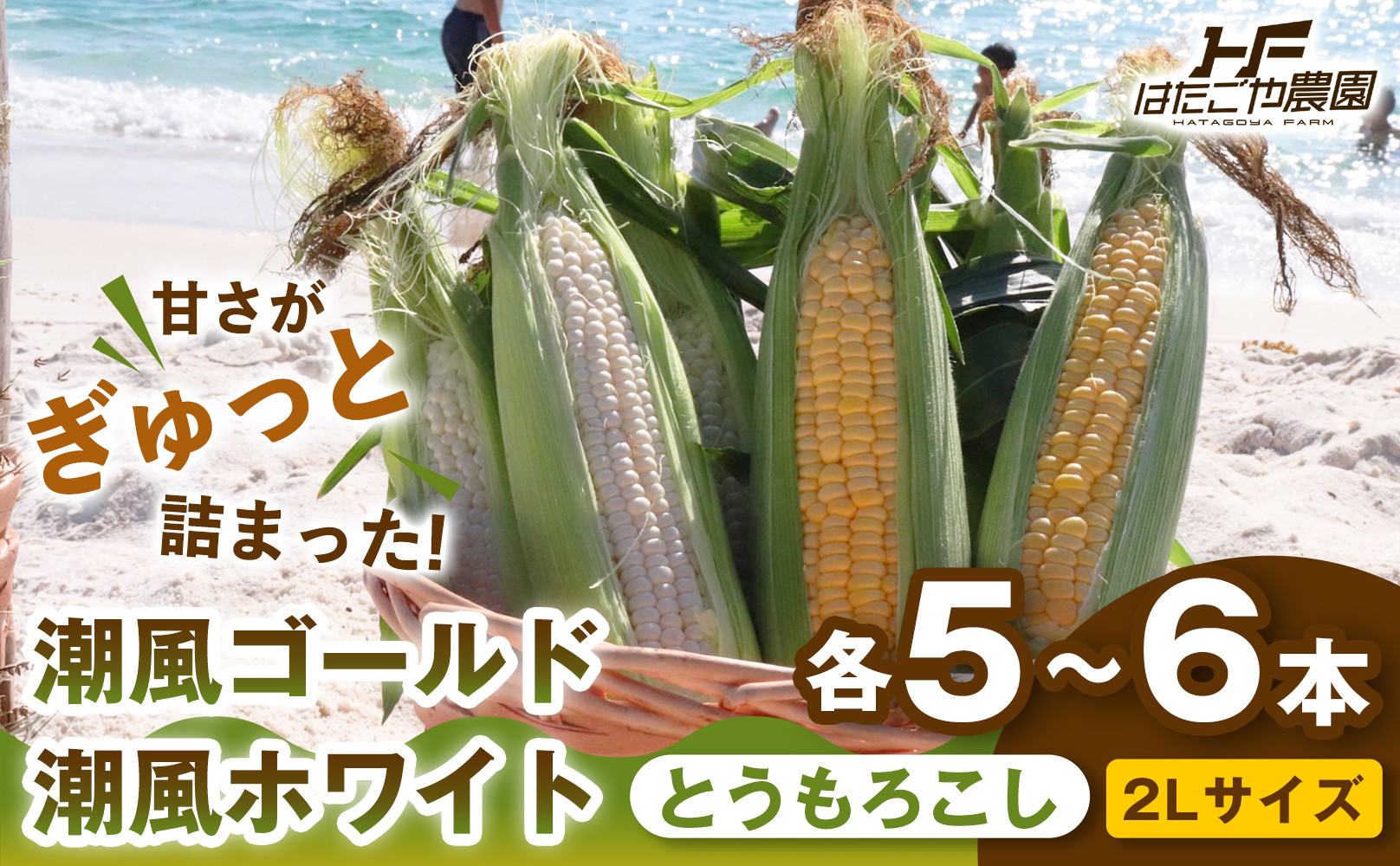 ［2027年発送 先行予約 夏の味覚］［旬の２種類を贅沢に］食べ比べセット 1セット とうもろこし トウモロコシ ゴールドラッシュ 黄色 潮風ゴールド 潮風ホワイト スイートコーン 茹でとうもろこし BBQ 焼き肉 白浜町