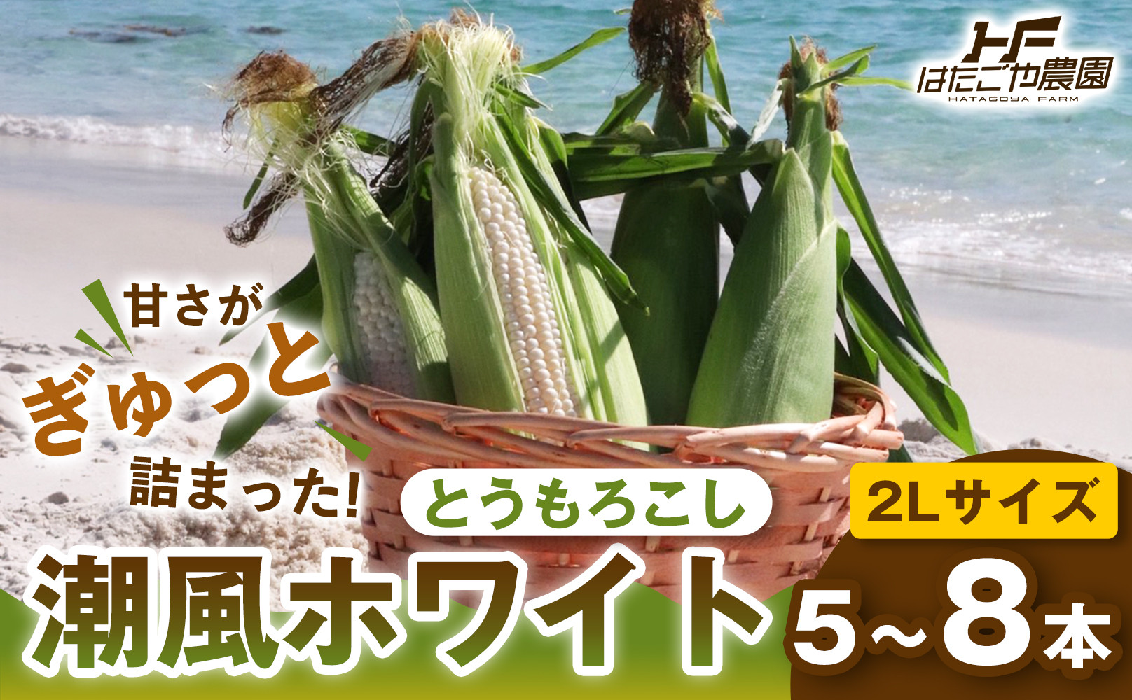 ［2027年発送 先行予約 夏の味覚］潮風ホワイト 2Lサイズ 5～8本 1セット とうもろこし トウモロコシ 白 コーン とうもろこし BBQ 焼き肉 白浜町