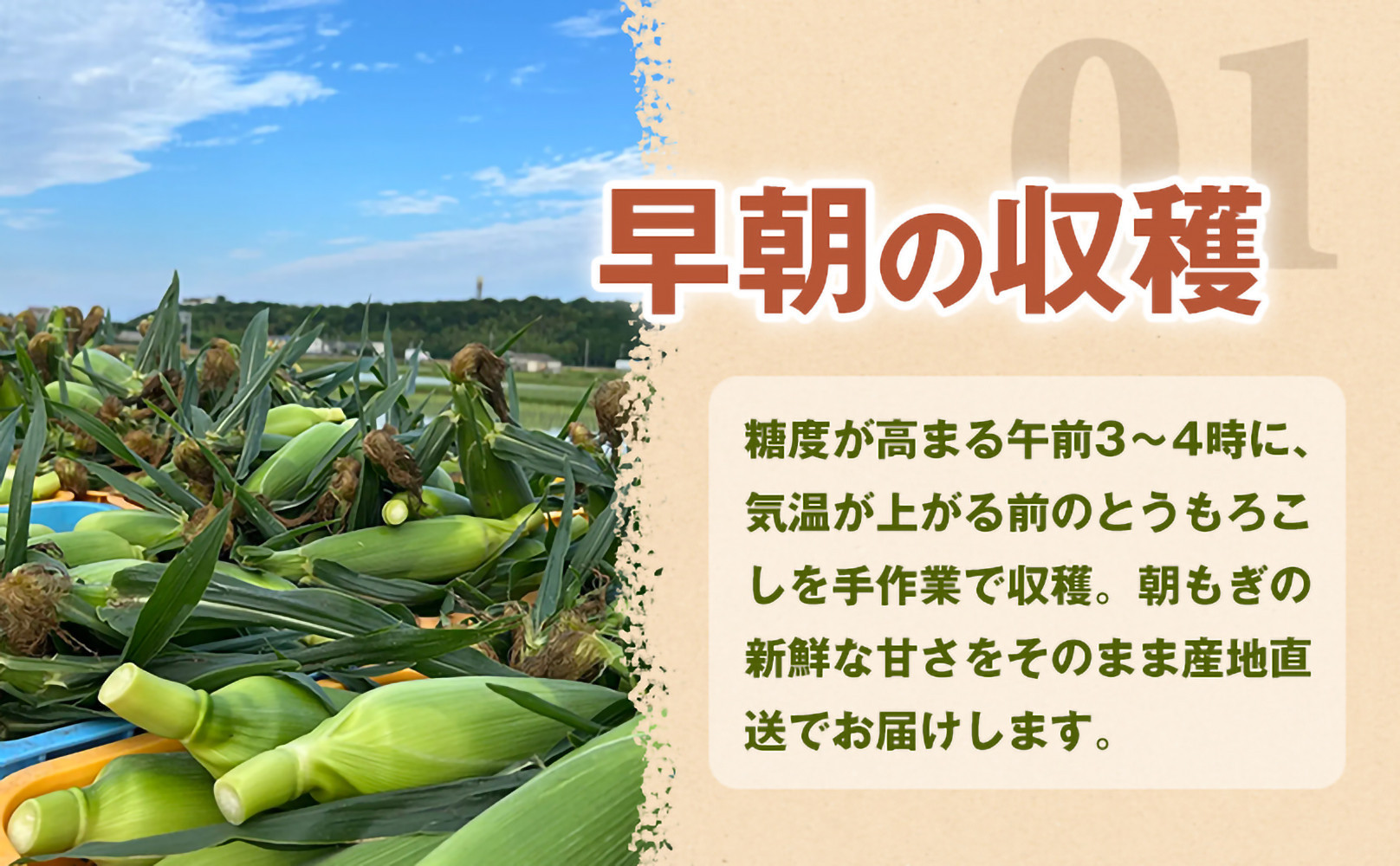 ［2027年発送 先行予約 夏の味覚］［定期便・全3回］潮風ゴールド 2Lサイズ 5～8本 1セット とうもろこし トウモロコシ ゴールドラッシュ 黄色 スイートコーン 茹でとうもろこし BBQ 焼き肉 白浜町