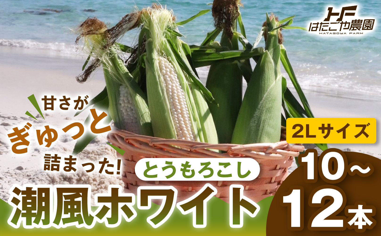 ［2027年発送 先行予約 夏の味覚］潮風ホワイト 2Lサイズ 10～12本 とうもろこし トウモロコシ 白 コーン とうもろこし BBQ 焼き肉 白浜町