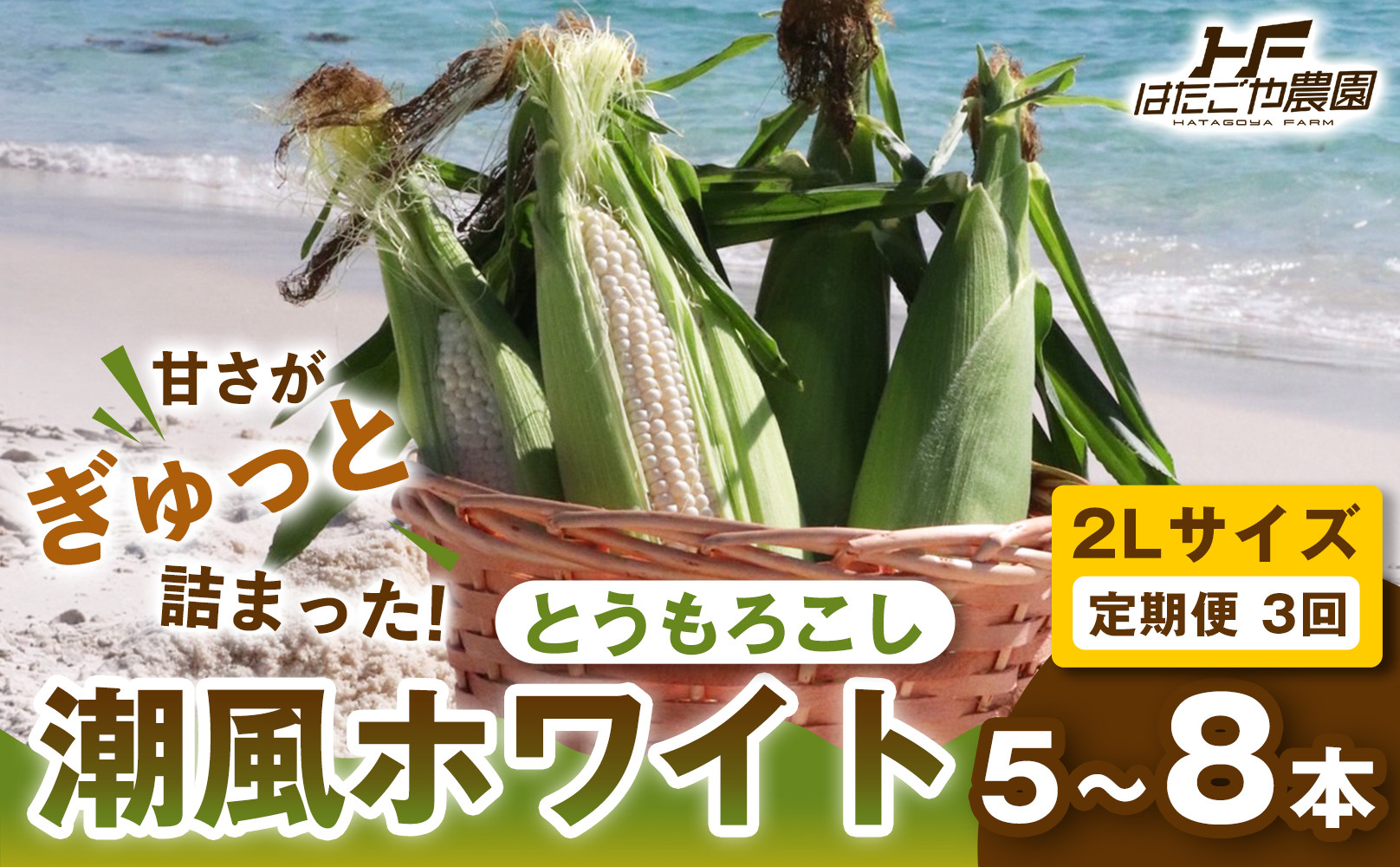 ［2027年発送 先行予約 夏の味覚］［定期便・全3回］潮風ホワイト 2Lサイズ 5～8本 1セット とうもろこし トウモロコシ 白 コーン とうもろこし BBQ 焼き肉 白浜町