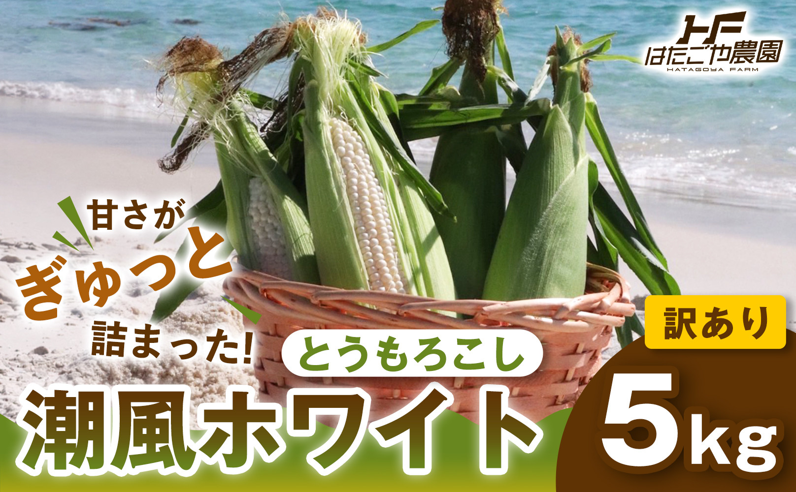 ［2027年発送 先行予約 夏の味覚］［おいしさそのまま］訳アリ 潮風ホワイト 5kg 1セット とうもろこし トウモロコシ 白 コーン とうもろこし BBQ 焼き肉 白浜町