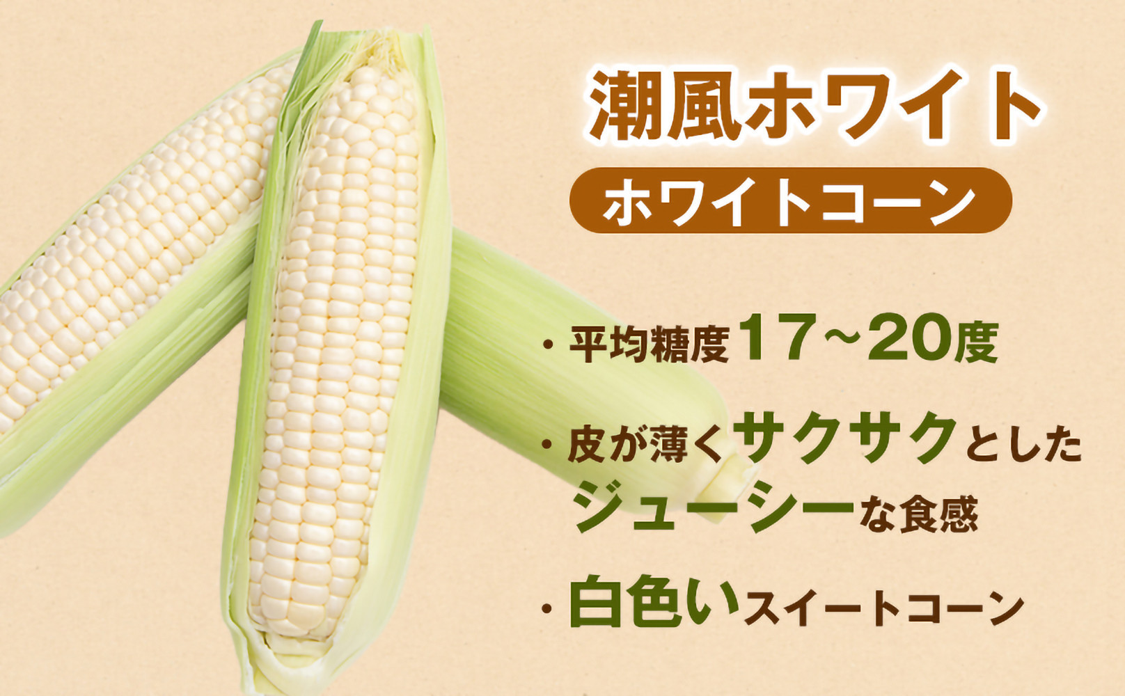 ［2027年発送 先行予約 夏の味覚］［定期便・全3回］潮風ホワイト 2Lサイズ 5～8本 1セット とうもろこし トウモロコシ 白 コーン とうもろこし BBQ 焼き肉 白浜町