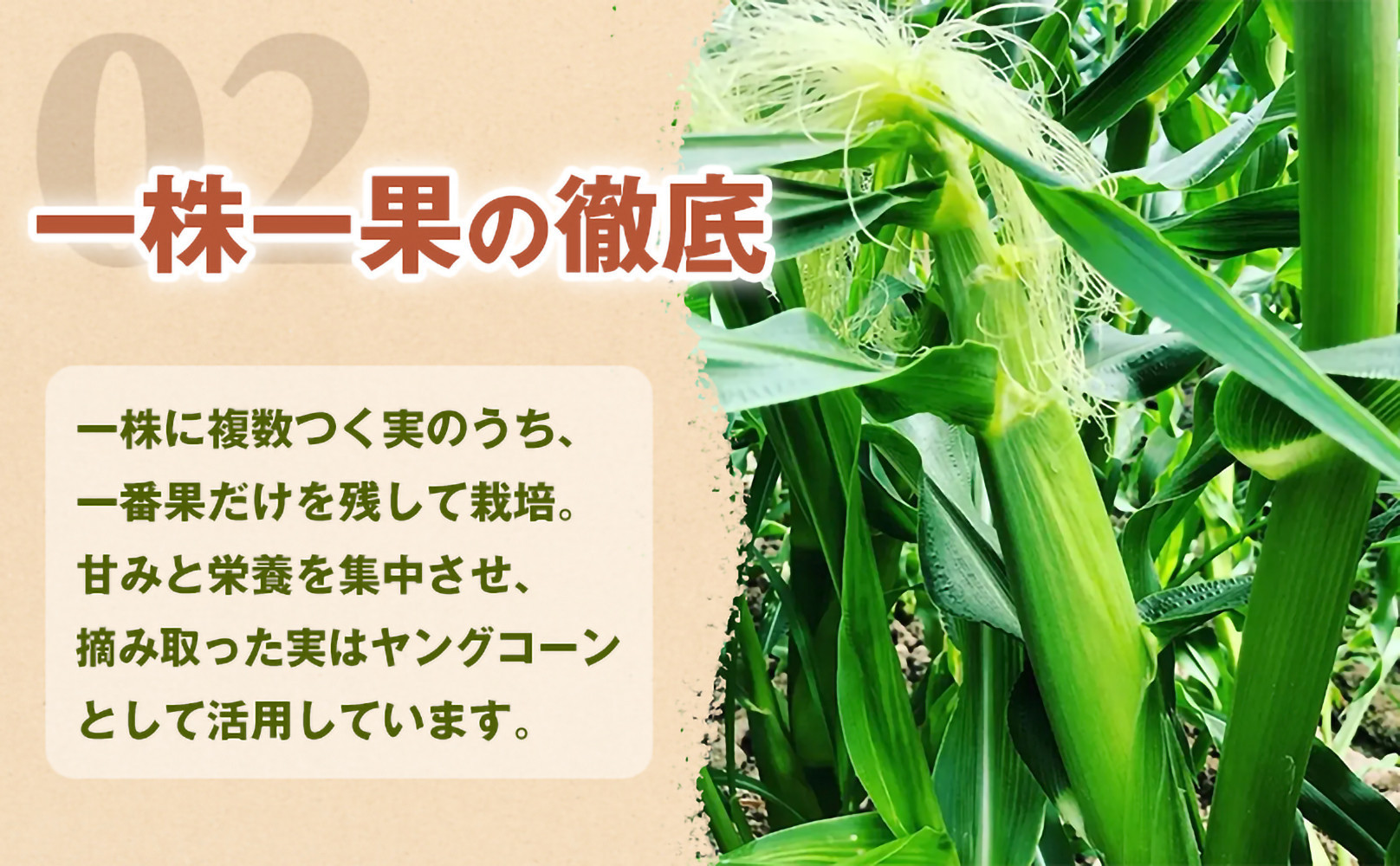 ［2027年発送 先行予約 夏の味覚］［定期便・全3回］潮風ホワイト 2Lサイズ 5～8本 1セット とうもろこし トウモロコシ 白 コーン とうもろこし BBQ 焼き肉 白浜町