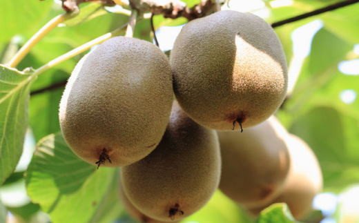 和歌山の下津で採れたキウイフルーツ約3.6kg（玉数おまかせ・秀品）※2027年1月中旬～2027年3月上旬頃に発送【tec502B】