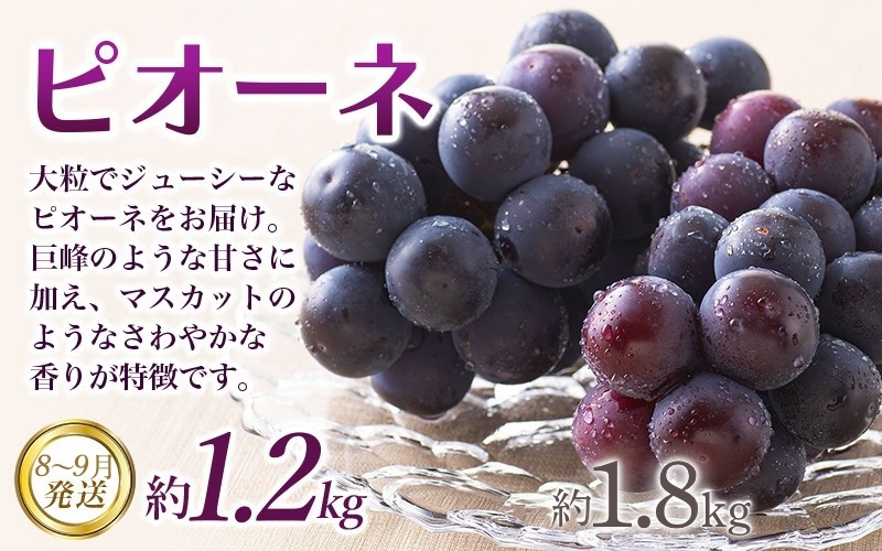 【全3回定期便】和歌山の旬のフルーツ定期便！人気の桃・ピオーネ・梨をお届け♪【tkb306】