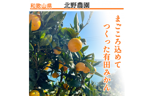 【12月発送】家庭用 有田みかん 和歌山 訳あり わけあり S～Lサイズ 大きさお任せ 5kg / みかん フルーツ 果物 くだもの 有田みかん 蜜柑 柑橘【ktn007A-12】