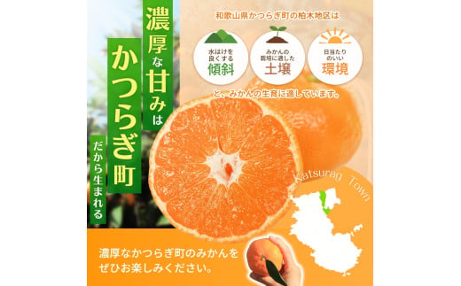 和歌山県産温州みかん　秀品　約5kg（約40個～60個入）【先行予約】【2026年11月上旬頃から12月中旬頃順次発送予定】 / みかん フルーツ 果物 柑橘 和歌山【kgr032A】