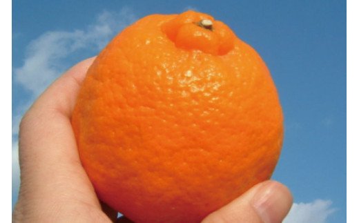 ポンカン 約5kg/サイズおまかせ　※2027年1月下旬～2027年2月下旬頃に順次発送予定(お届け日指定不可)　紀伊国屋文左衛門本舗　【ntbt451B】