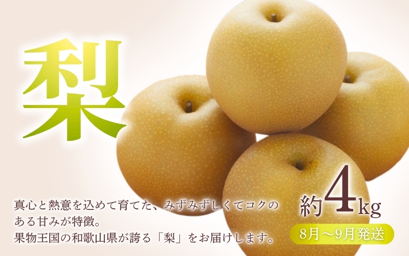 【全3回定期便】和歌山の旬のフルーツ定期便！人気の桃・ピオーネ・梨をお届け♪【tkb306】