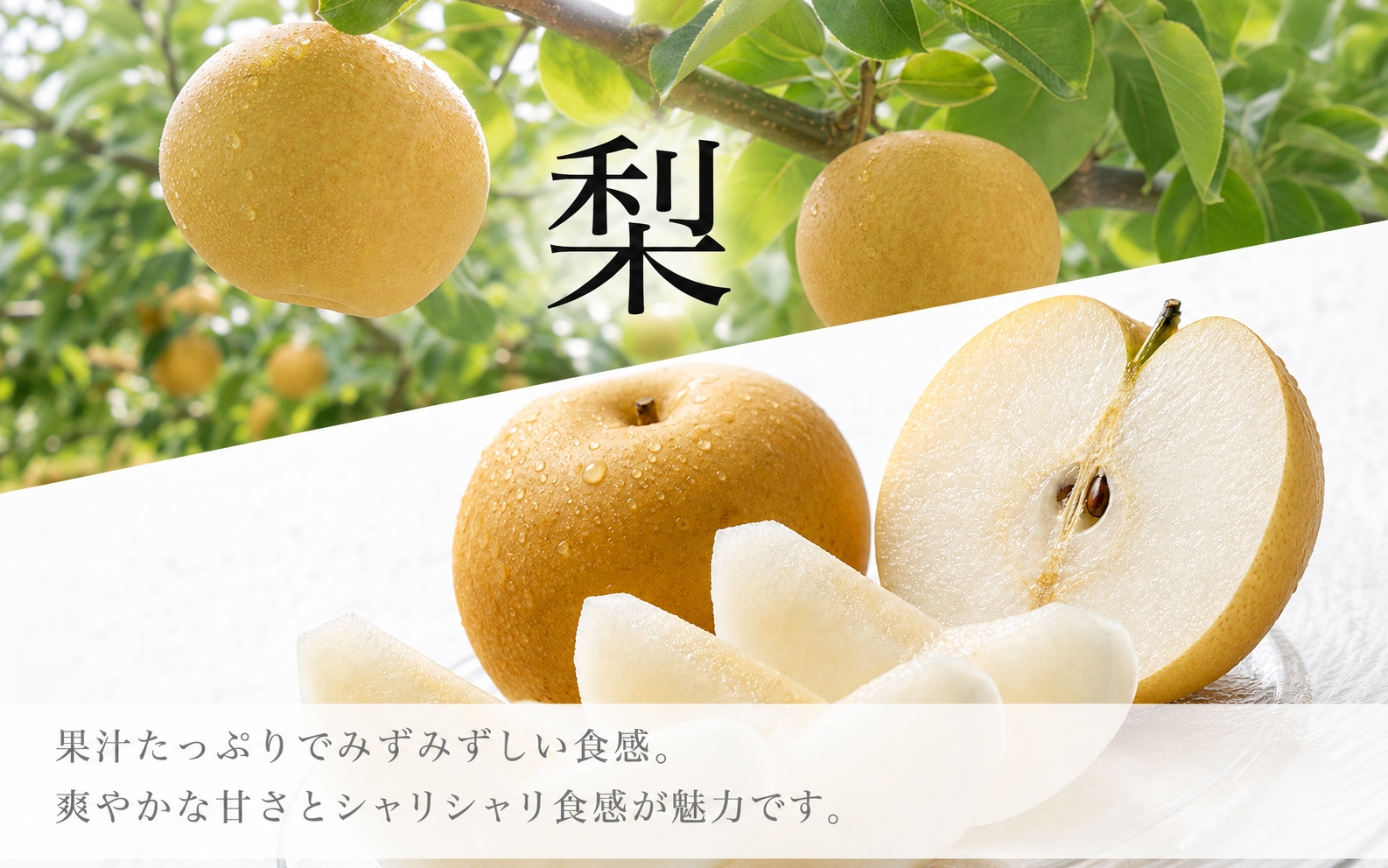 【全2回】かつらぎ町のフルーツ定期便ミニ（桃・梨）【8月・9月】 【tkb427】